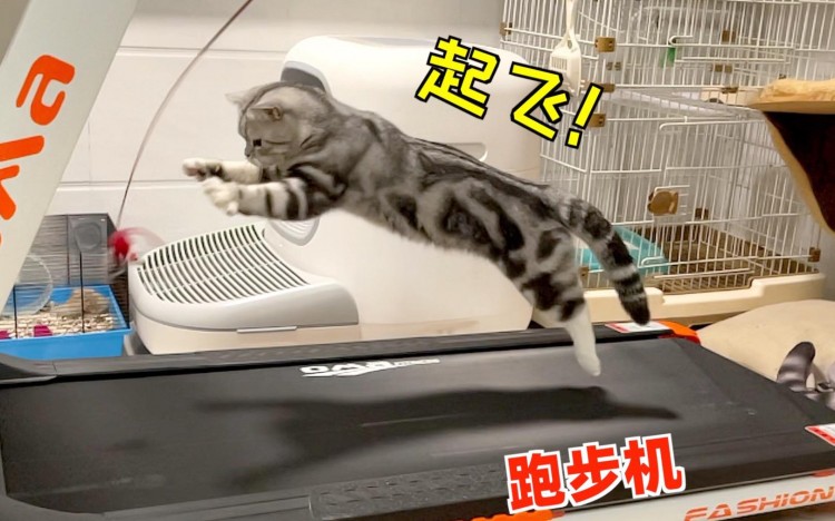 猫咪突然疯跑的6个原因让你更懂你家猫！