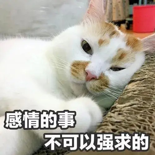 我就去我朋友家撸了个猫结果友谊的小船差点翻了