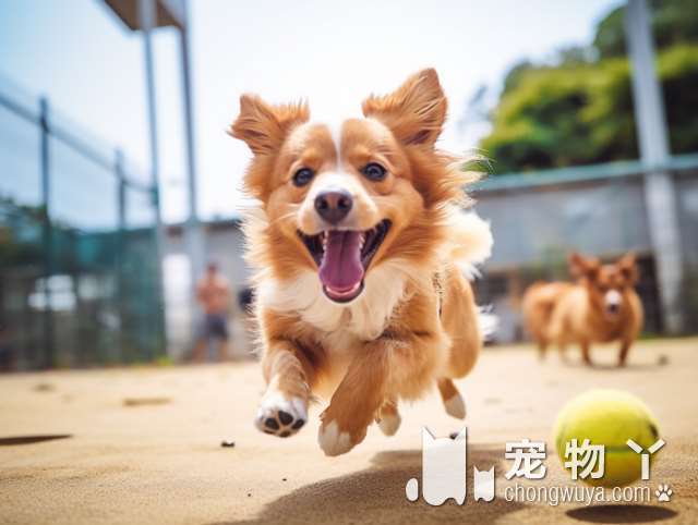 成年柴犬的养护技巧